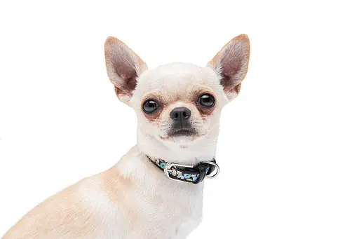 Нашийник для собак шкіряний Waudog Design з QR-паспортом "Пончики" XXS Ш 12 мм Д 18-24 см чорний - фото 8