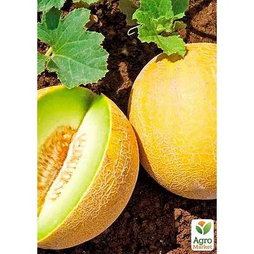 Диня "Суміш кращих популярних сортів" ТМ "Весна"  5 г (45531) - фото 2