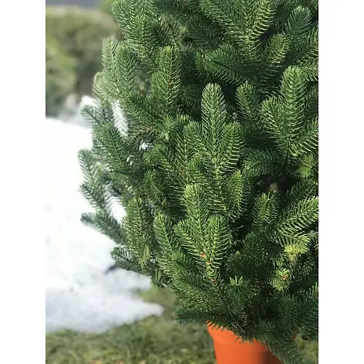 Ялинка Hvoya Traditional лита в горщику 90 см зелена новинка - фото 7