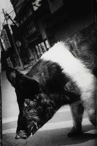 Daido Moriyama. The World through My Eyes - фото 3
