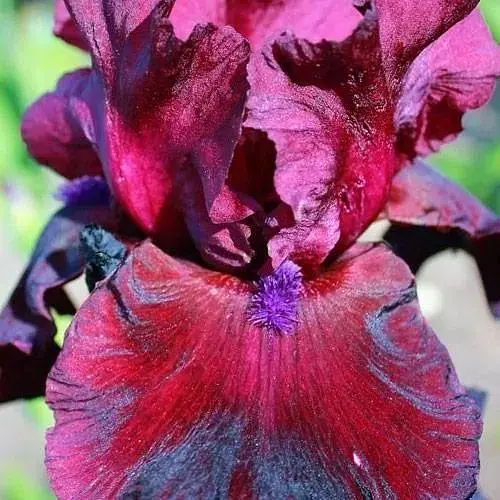 Ірис бородатий великоквітковий "Fortunate Son" (181502) 1 саженец - фото 1