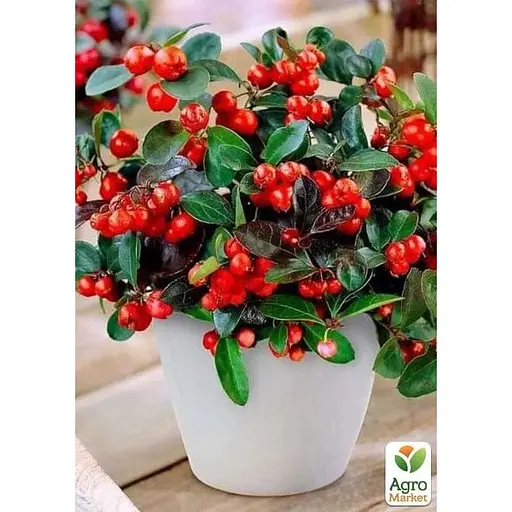 LMTD Гаультерия Agro-Market Big Berry с плодами (высота 15-25см) (182536) 1 саженец в упаковке комнатный  - фото 1