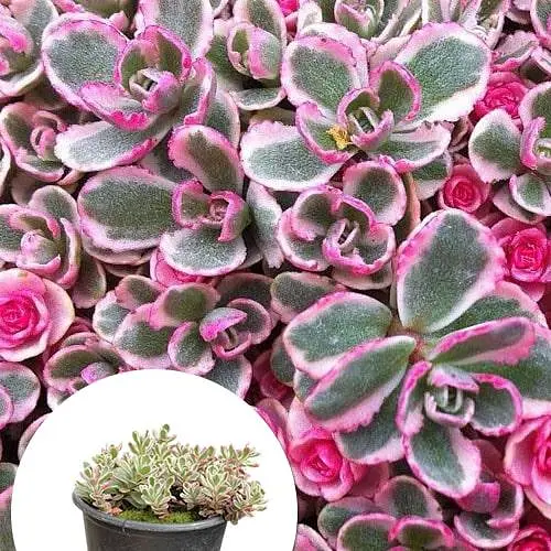 Очиток "Tricolor" (Sedum spurium) (185601) 1 саженец - фото 3