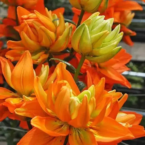 Лилия Махрова "Hulk" (186415) 1 шт - фото 1