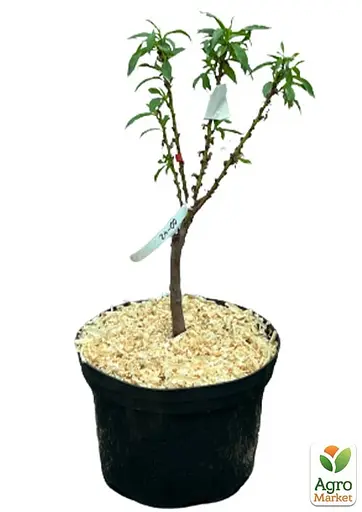 Персик колоноподібний Agro-Market "Штайнберг" укорінений у контейнері (саджанець 2 роки) (153065) 1 саджанець в упаковці - фото 2