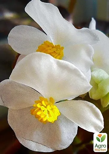 Бегонія вічноквітуча "Cocktail Whiskey" 1 шт. (48687) - фото 2