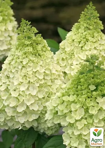 Гортензия метельчатая 2-летняя "Magical Moonlight" высота саженца 20-30см (186197) 1 саженец - фото 3