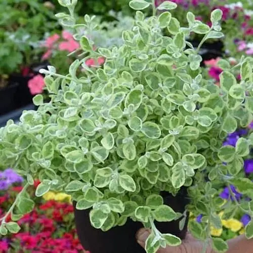 Геліхрізум ампельний "Variegata" (185704) 1 саджанець - фото 1