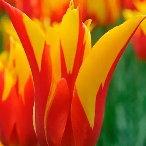 Тюльпан "Firework" (лилиоцветный) (186176) 2 шт - фото 1