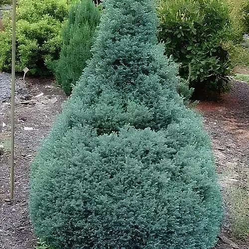 Кипарисовик горохоплодный "Baby Blue" (ком/сетка) высота 50-60см (188437) 1 саженец - фото 1