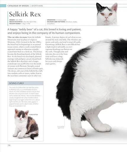 The Cat Encyclopedia - фото 14