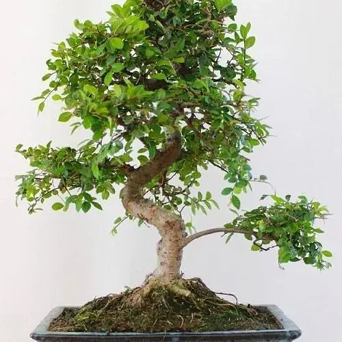 Бонсай Agro-Market Zelkova (63545) 1 саженец в упаковке комнатный - фото 2