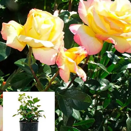 Роза в контейнере чайно-гибридная "Gloria Dei" (саженец класса АА+) (153978) 1 саженец - фото 4