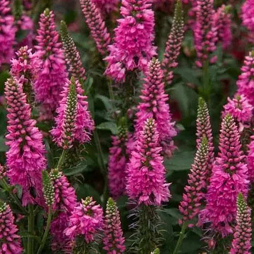 Вероніка Колосиста "First Love" (189456) 1 саженец - фото 1