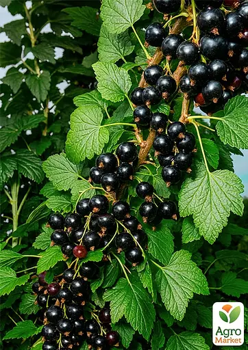 Смородина черная "Бен Финлей" (среднеранний срок созревания сорт высокоустойчивый к болезням) (187568) 1 саженец - фото 2