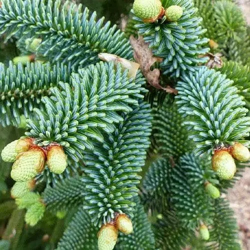 Пихта Нумидийская Agro-Market Abies numidica glauca горшок P9 189733 1 саженец в упаковке - фото 1