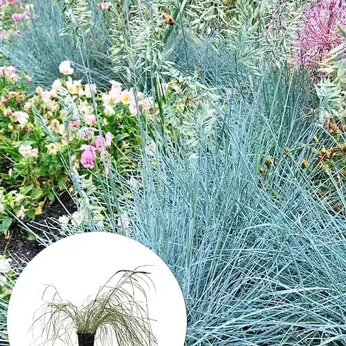 Ерагростіс "Blue Eros" вазон С1.5 (178087) 1 саджанець - фото 4