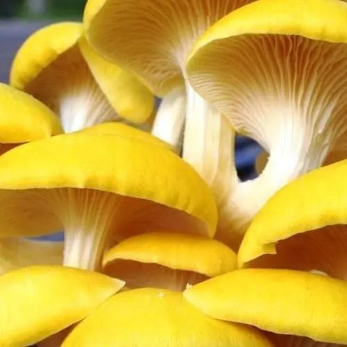 Сухий зерновий міцелій "Глива лимонна" 10г (45491) - фото 1