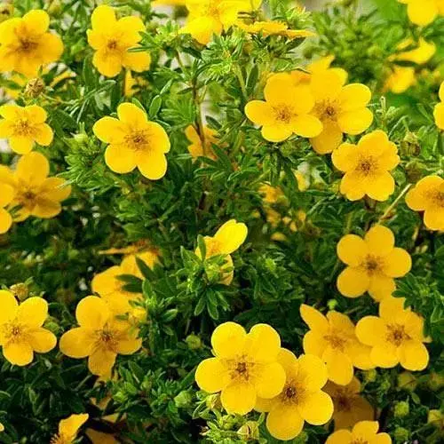 Лапчатка кустарниковая "Goldfinger" (189946) 1 саженец - фото 1