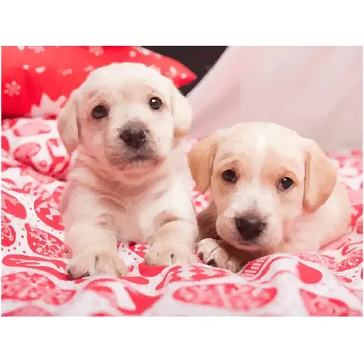 Полотно на картоне с контуром Rosa Start Милые щенки 30х40 хлопок акрил