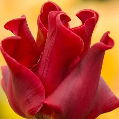 Тюльпан "Red Dress" (156363) 2 шт - фото 1