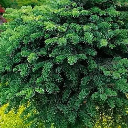 Ель мариорика Agro-Market на штамбе Machala С7.5 высота 40-50см диаметр кроны 25-35 см 188168 1 саженец в упаковке - фото 1