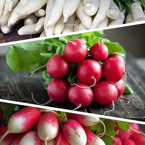 Редис "Суміш кращих популярних сортів" ТМ "Весна"  15г (45528) - фото 1