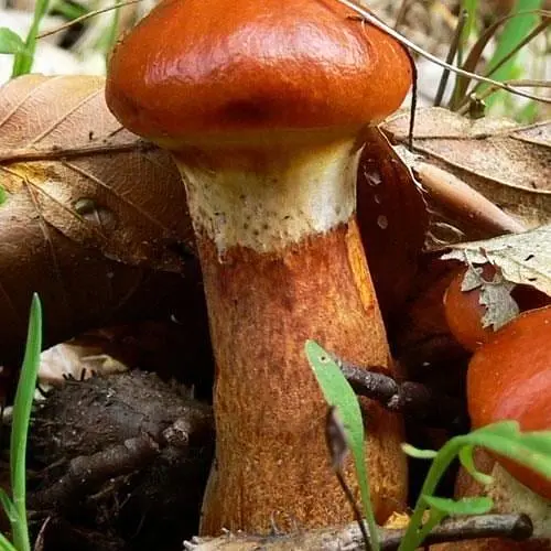 Сухий зерновий міцелій "Маслюк модриновий" 100г (45580) - фото 1