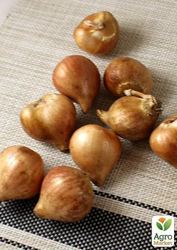 Тюльпан "White Dream" 3 шт (17032) - фото 2