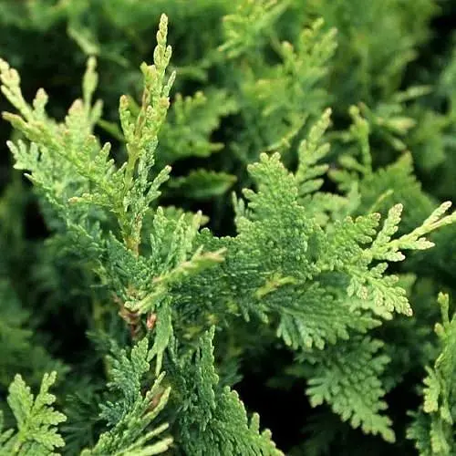 Туя западная Huebner (контейнер Р9, высота 10-15 см) (189644) 1 саженец в упаковке - фото 1