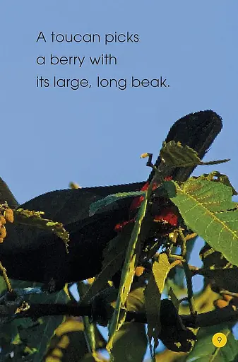 Jungle Animals. Discover the Secrets of the Jungle! - фото 5