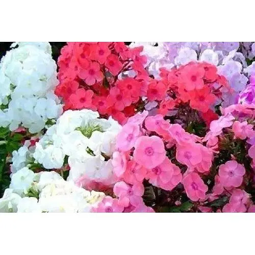 Флокс смесь Весна 1г (13269) - фото 1