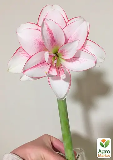 Гіппеаструм махровий "Elvas" (Амариліс) (176285) 1 шт - фото 2