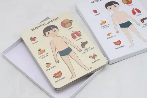 Пазлы обучающие Strateg Internal Organs (30349) - фото 2