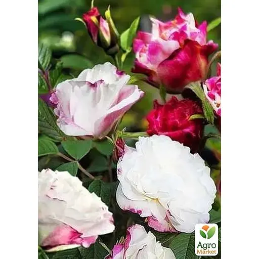 Троянда паркова Agro-Market Louise Bugnet (саджанець класу АА+) вищий сорт (189375) 1 саджанець в упаковці - фото 1