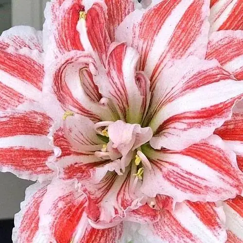 Амариллис махровый "Bright Nymph" (Амариллис) (61615) 1 шт - фото 1