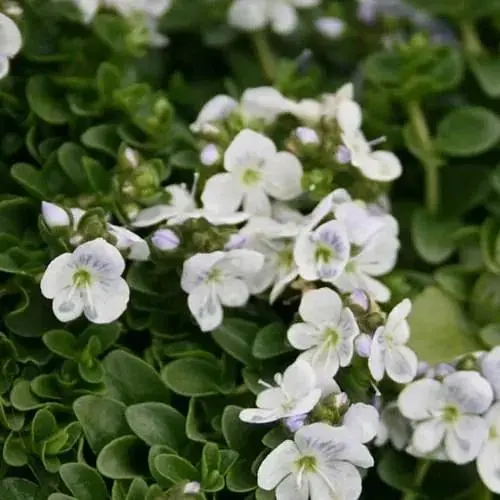 Вероніка Простерта "Sunshine" (квітучий килим) (186431) 1 саженец - фото 1