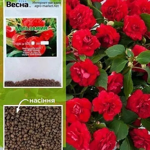 Бальзамин махровый красный (Зипер) Весна 1г (12113) - фото 1