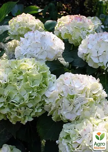 Гортензія крупнолиста 2-річна "Wudu" висота саджанця 25-45см (186187) 1 саженец - фото 2
