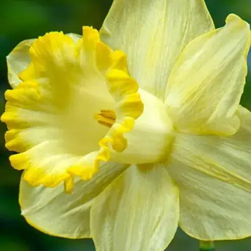 Нарцисс "Lemon Shake" (186337) 2 шт - фото 1