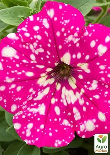 Петуния ампельная "Special Pink Splash" (контейнер №10 высота 10-15см) (49133) 1 саженец - фото 2