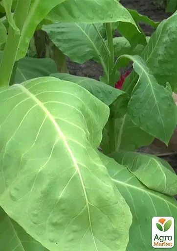 Семена Табак для курения "Дюбек" Весна 1г (45405) - фото 2