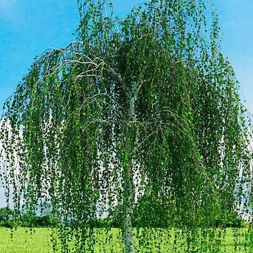 Береза повислая Agro-Market обыкновенная Betula pendula С3 высота 100-110 см 187718 1 саженец в упаковке - фото 1
