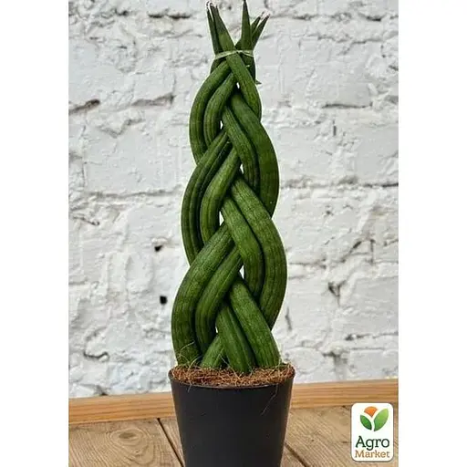 LMTD Сансевиерия КОСА Agro-Market Сylindrica 25-35см (181114) 1 саженец в упаковке  - фото 1