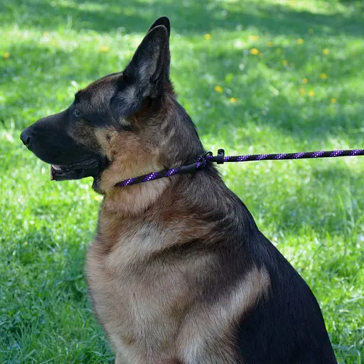 Поводок-удавка для собак Barksi Active (длина 183 см диаметр 7 мм) черно-фиолетовый - фото 7