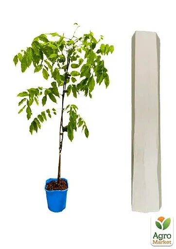 Глициния 4-летняя китайская "Созёрн Бел" (Wisteria chinensis Southern Belle) С2 высота саженца 60-100см (57025) 1 саженец - фото 2