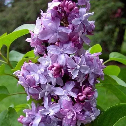 Сирень 2-летняя махровая Надежда, С1.5 (188524) 1 саженец в упаковке - фото 1