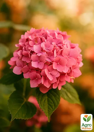 Гортензия крупнолистовая 2-х летняя "Букет Роуз" высота саженца 20-40см (152979) 1 саженец - фото 2