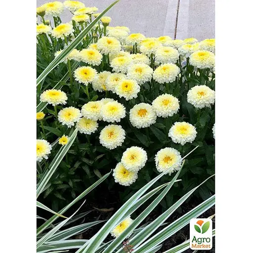 Ромашка махровая Леукантемум "Luna" (букетная, крупноцветковая) (189541) 1 саженец в упаковке - фото 3