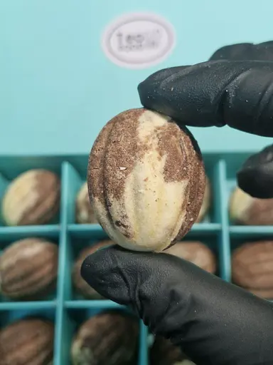 Набор Орешков Любимый 12 шт. в упаковке - фото 9